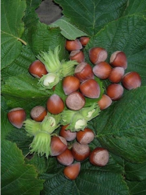 Corylus avellana \"Merveille de Bollwiller\"

